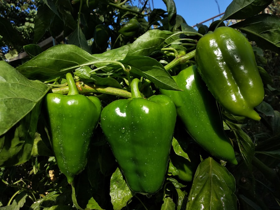 seniors, green peppers