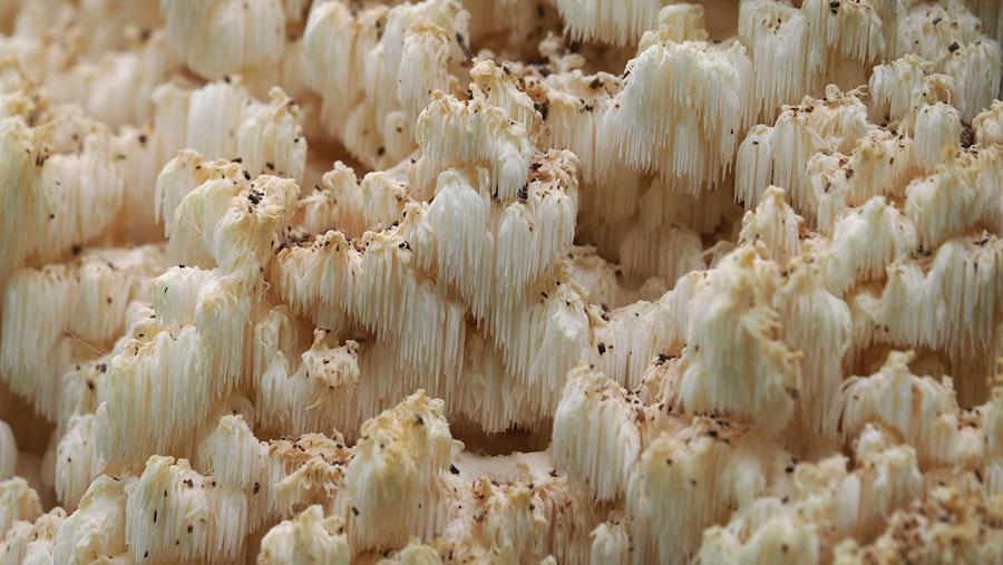cellulose digestion issues