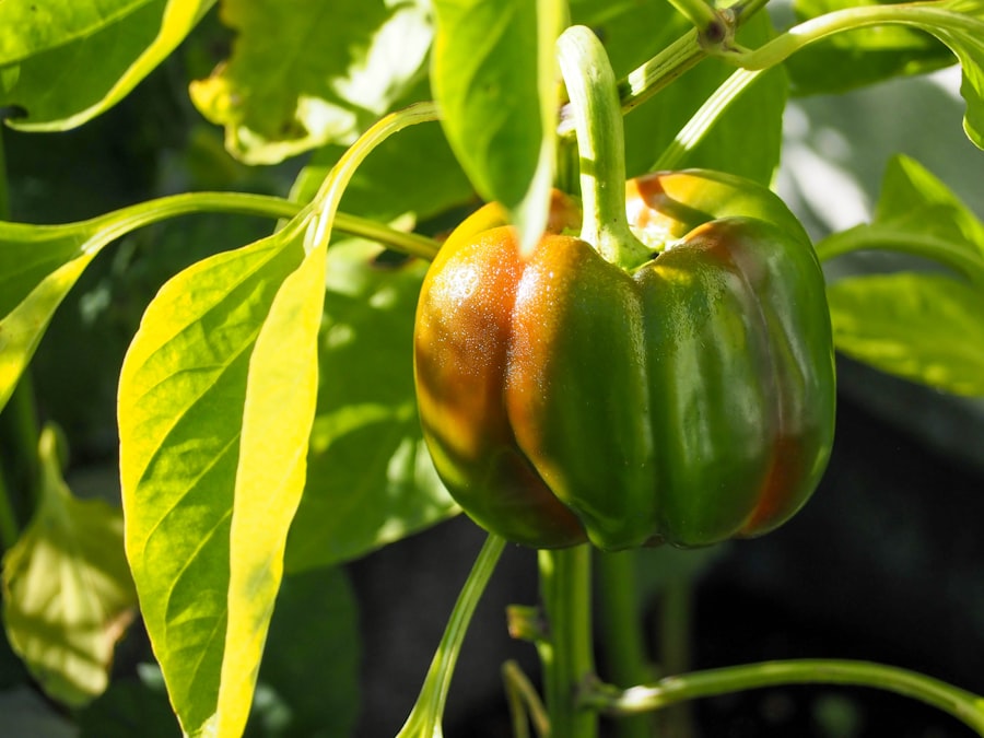 bell pepper