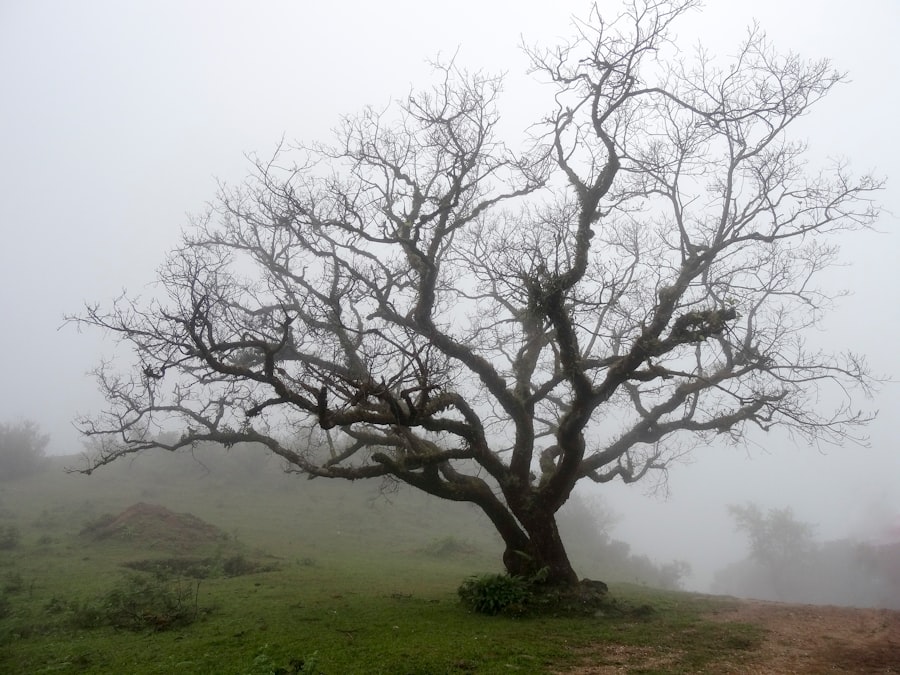 natural remedies brain fog