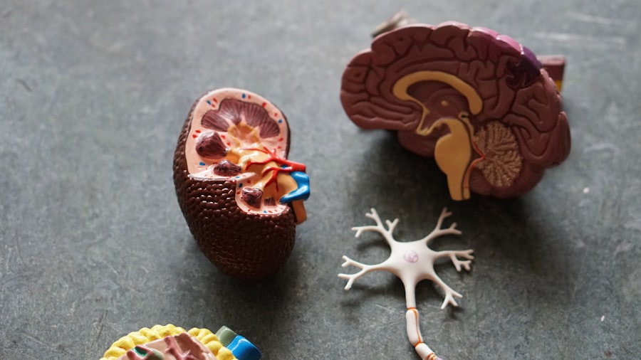 brain structure