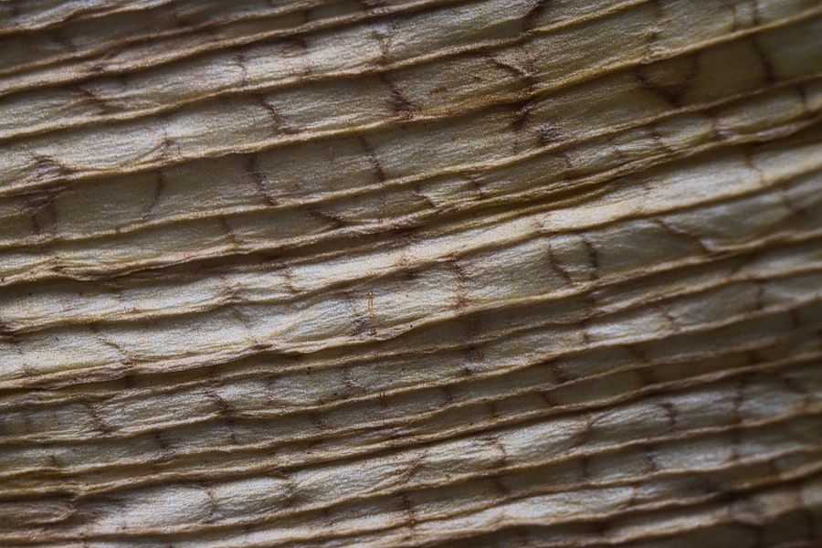 turmeric form