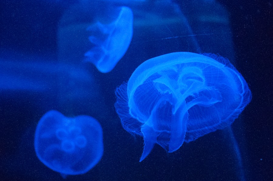 Cognitive Decline Prevention