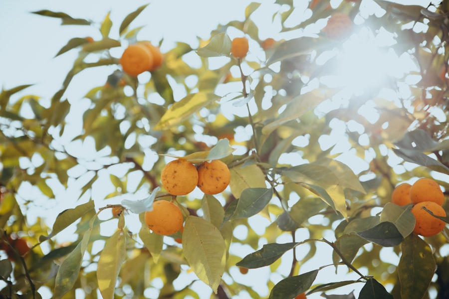 Healthy Aging
