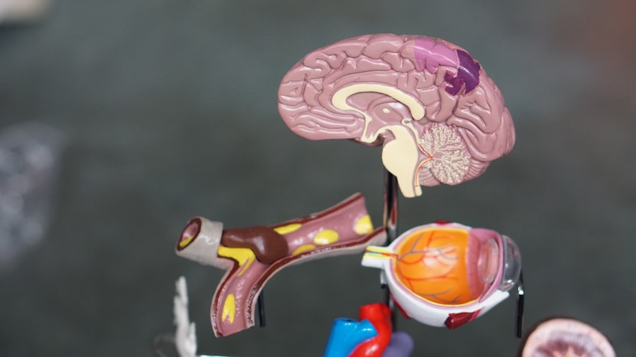 Photo gut-brain axis influence aging
