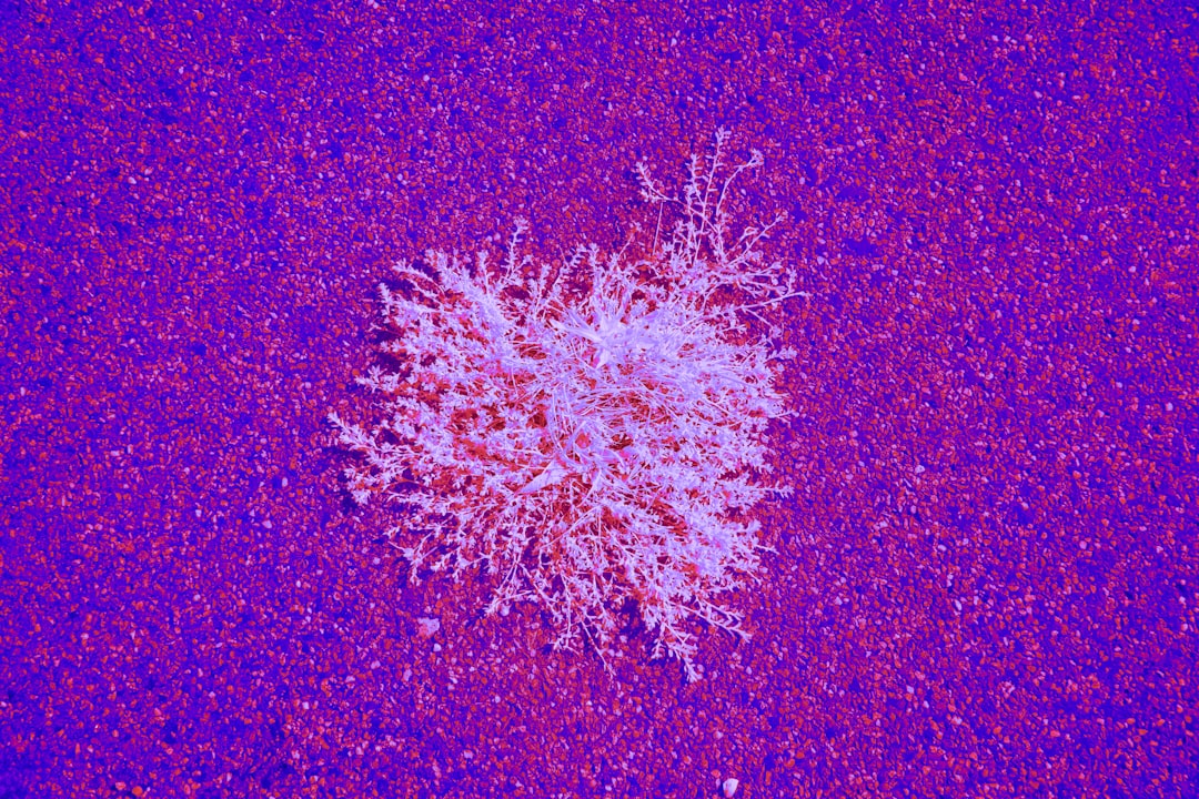 Photo lipogenesis