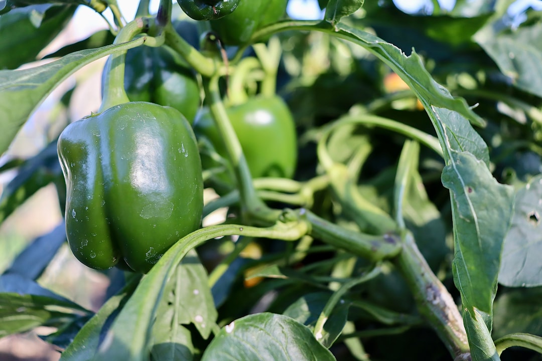 Photo green peppers