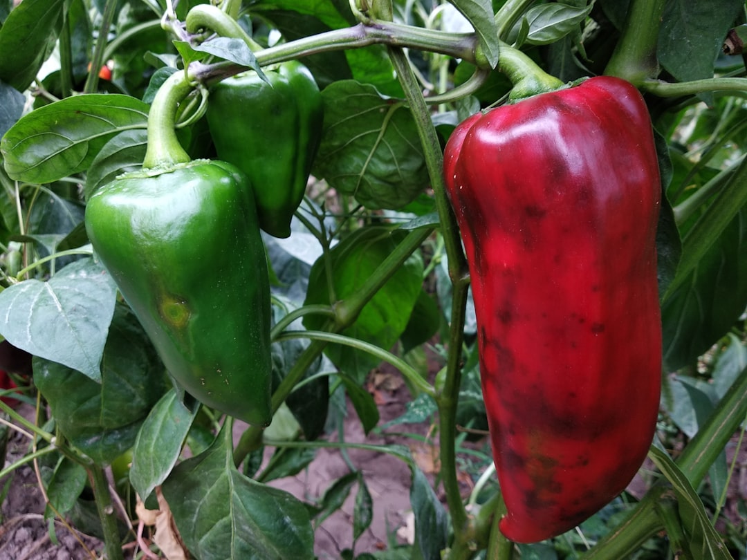 Photo turmeric and black pepper