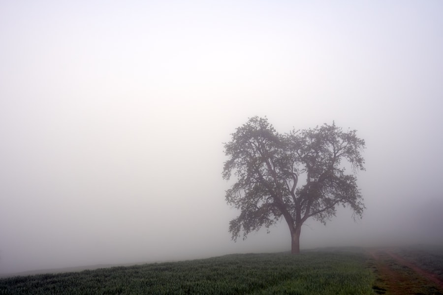 Photo clear brain fog
