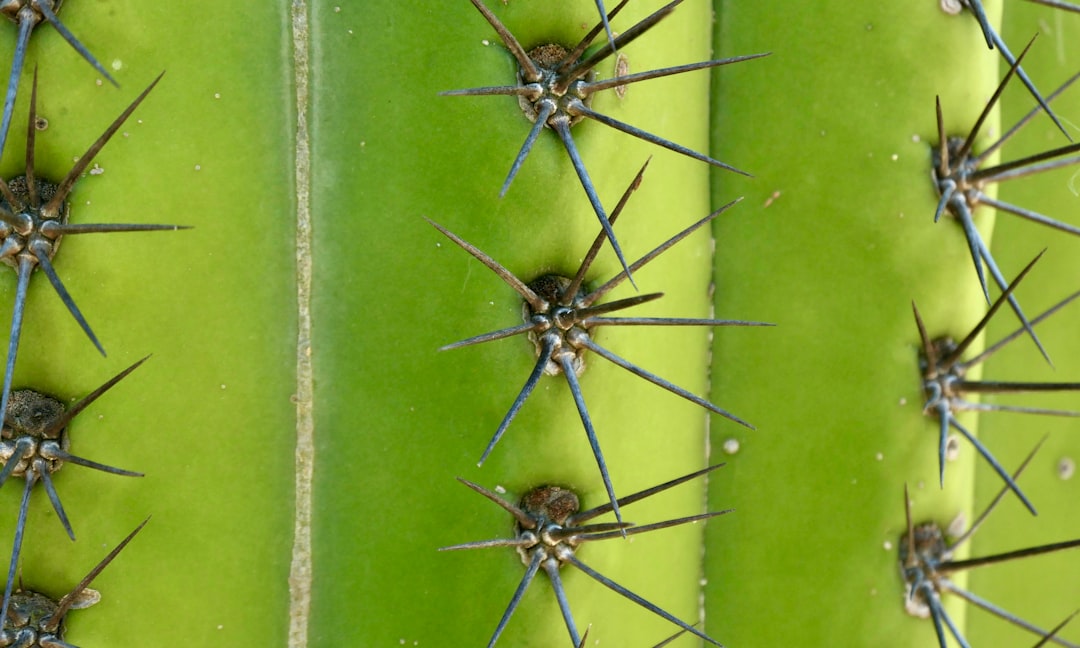 Photo sugar spikes