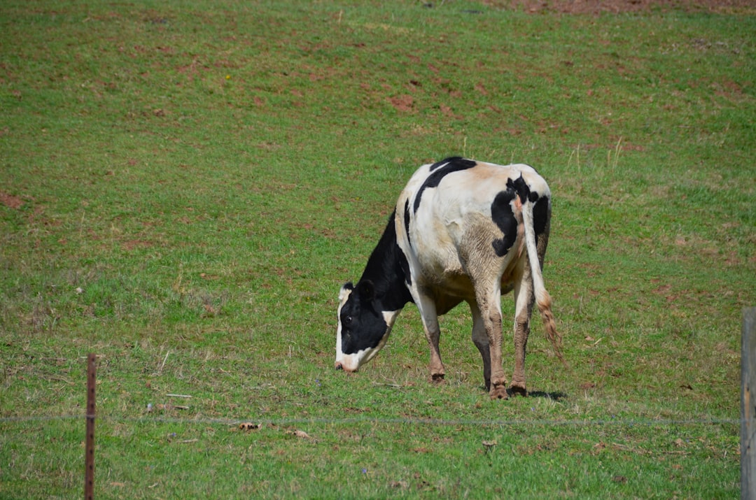 Photo calf raise exercises
