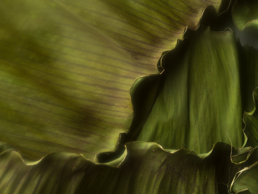 Photo irmaa magi threshold