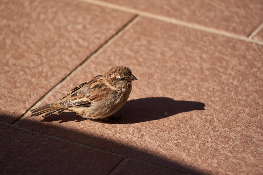 Photo lady bird deed