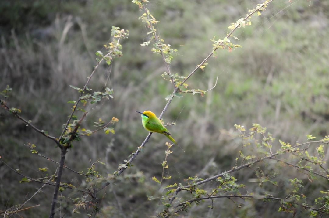 Photo lady bird deed Texas