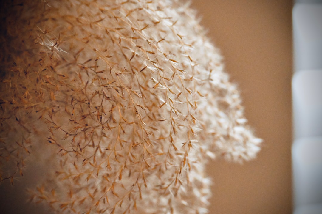 Photo red yeast rice