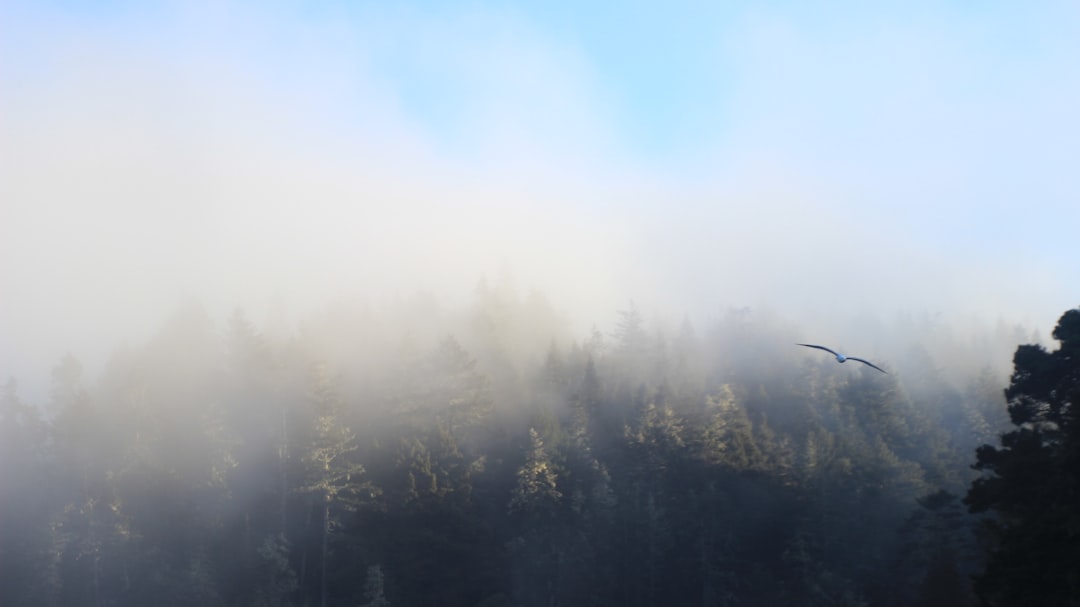 Photo brain fog remedies