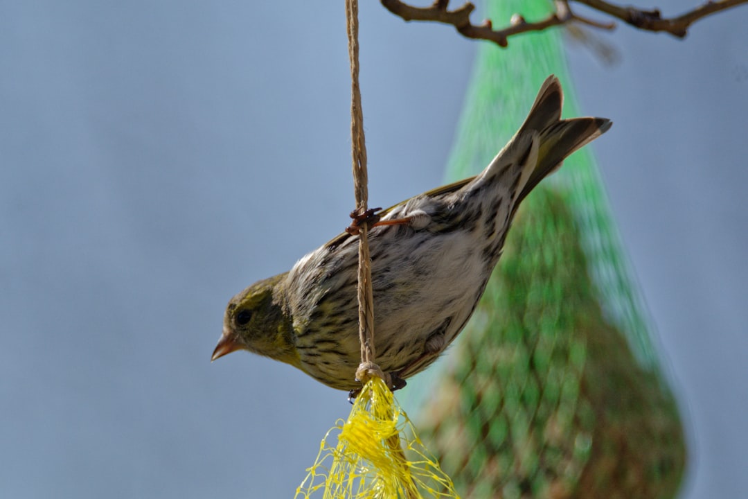 Photo lady bird deed
