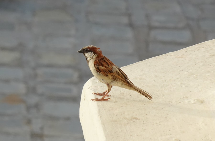 Photo lady bird deed