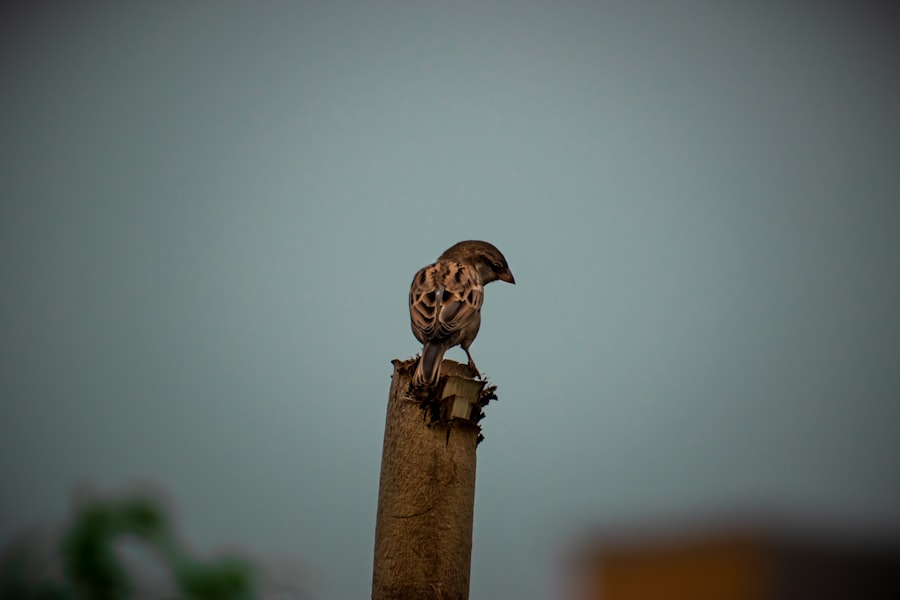 Photo Lady Bird Deed