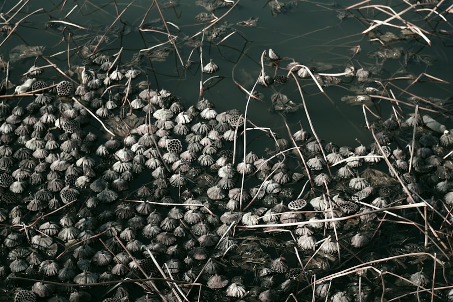 Photo butyrate production