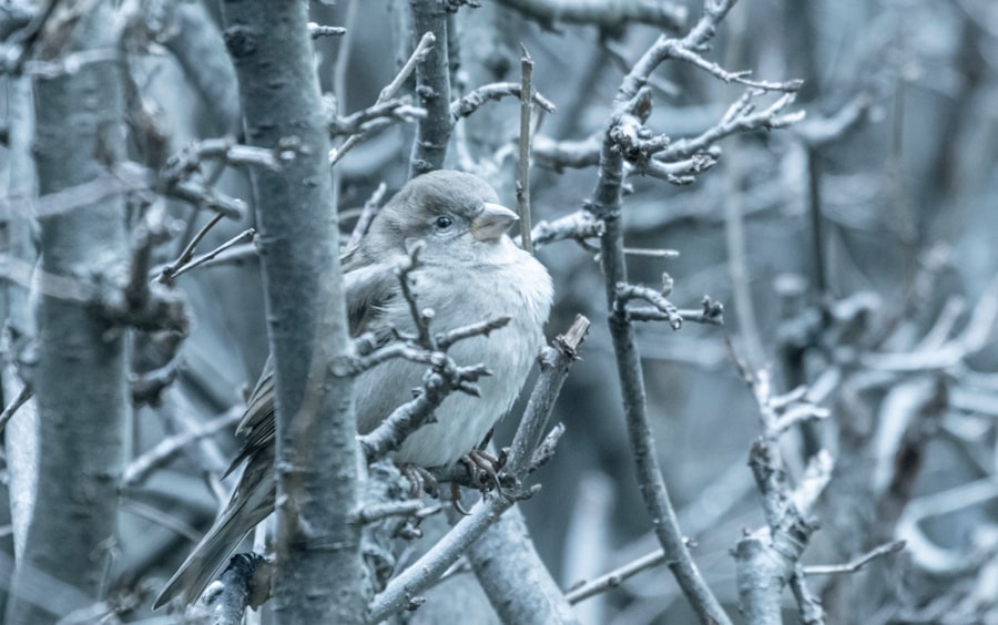 Medicare Advantage snowbird coverage