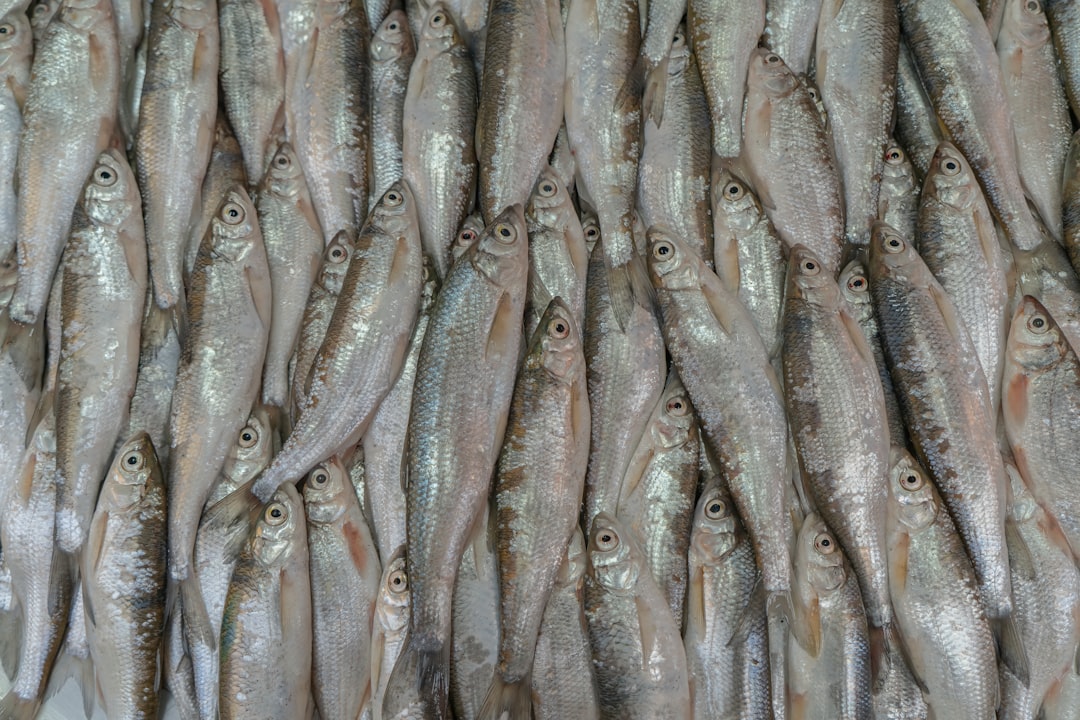 Photo fish skin broth