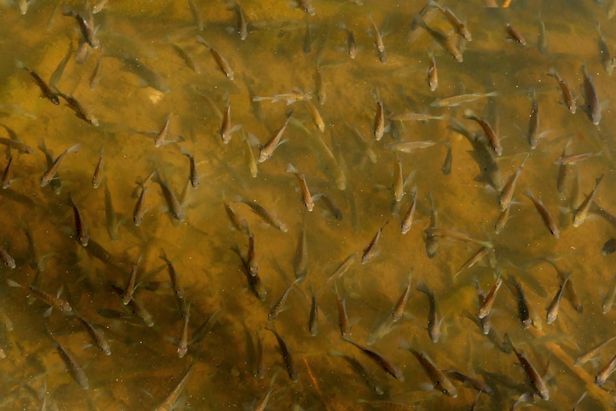 Photo fish skin broth benefits