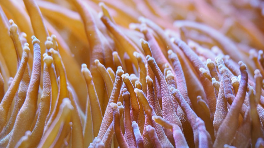 Photo fish skin collagen