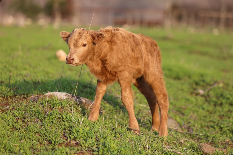 calf raises
