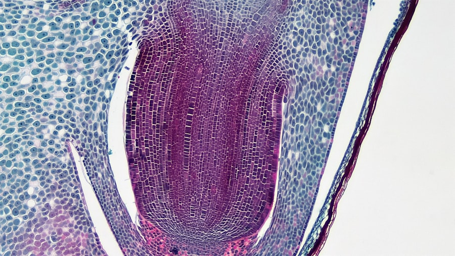 Photo mitochondria