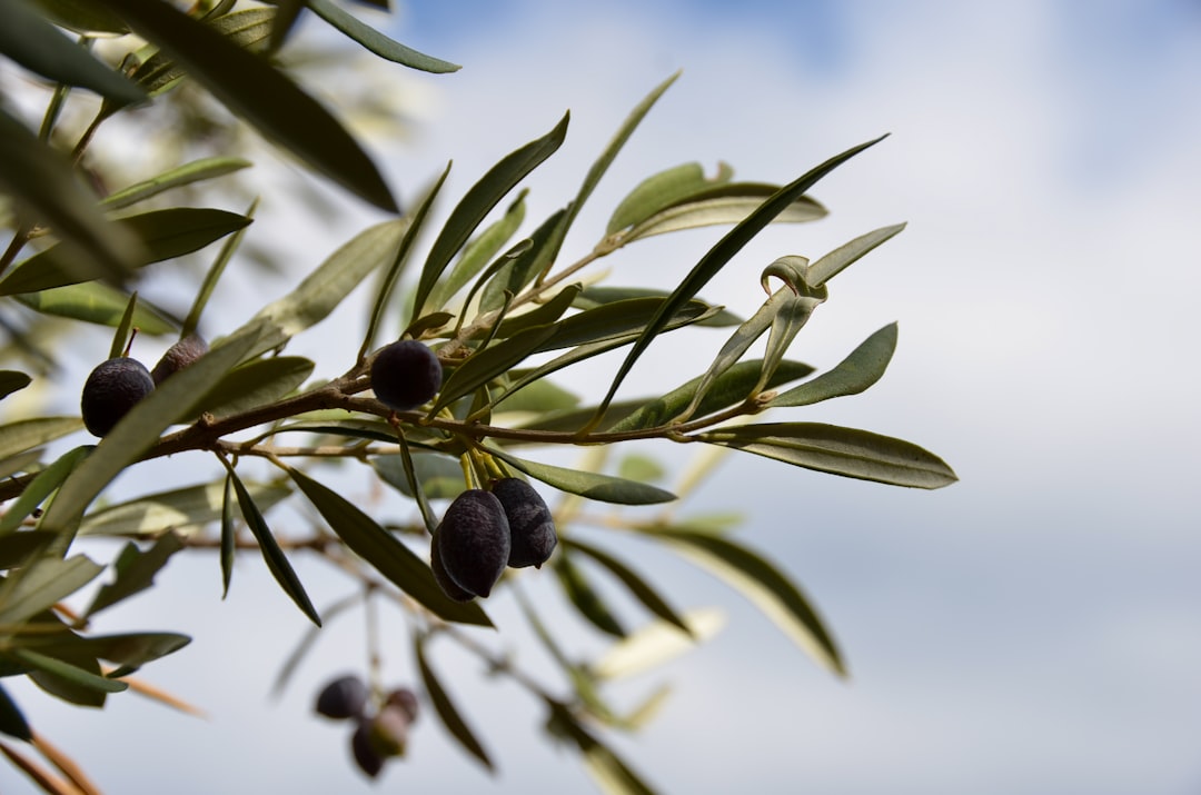 Photo olive oil benefits
