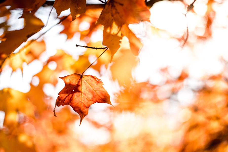 Photo fall