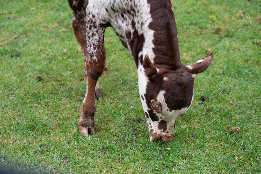 Photo calf raises