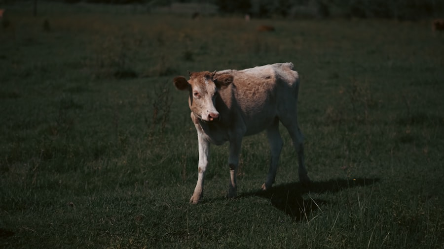 Photo calf raises