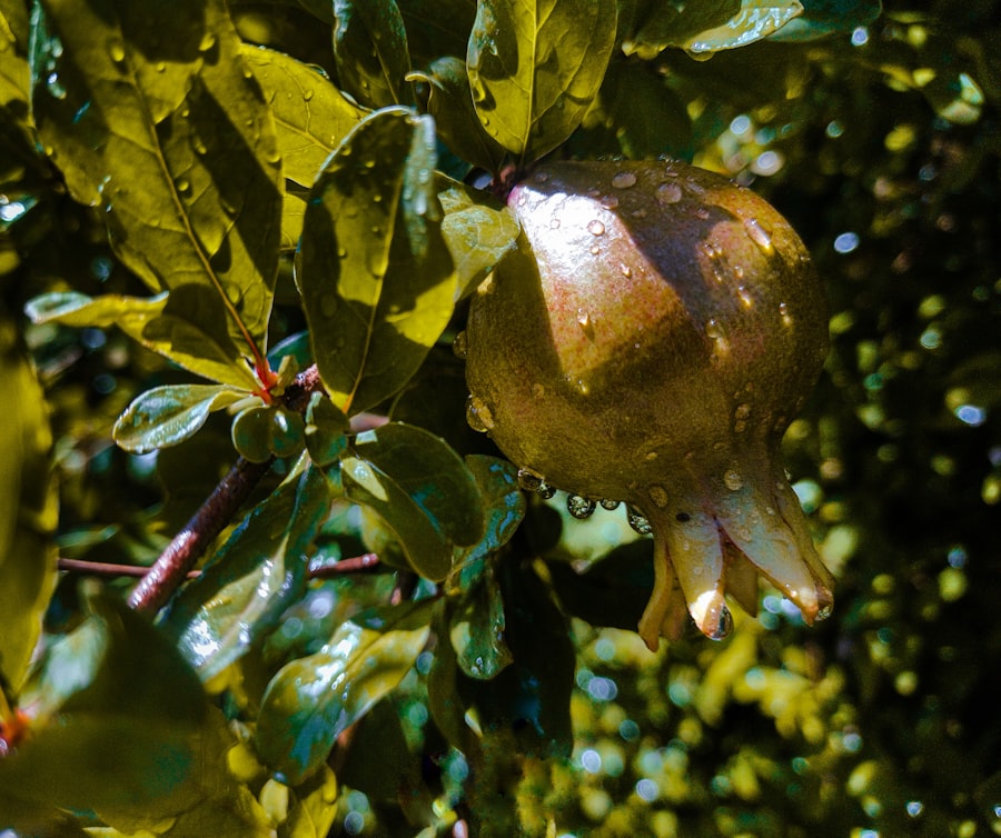 Photo pomegranate juice