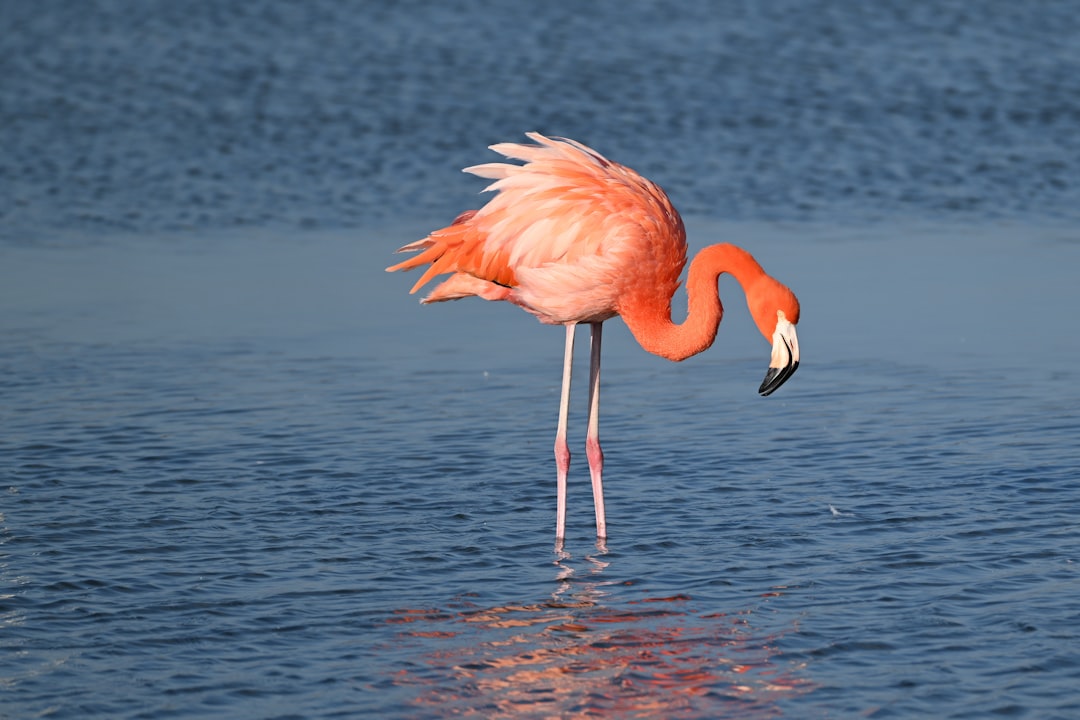 Photo flamingo balance exercise