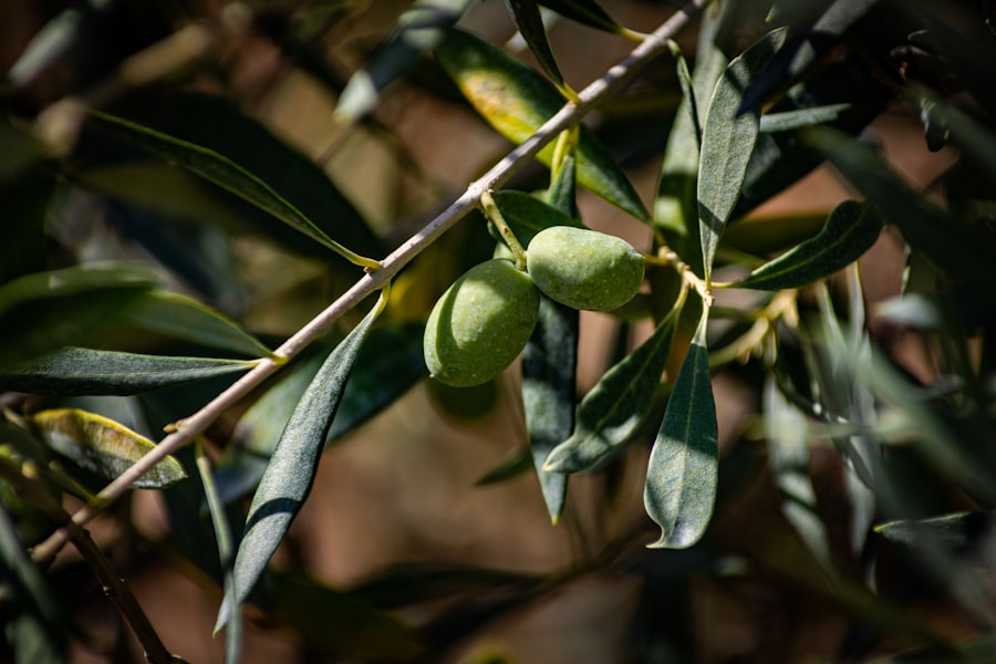 Photo rancid olive oil