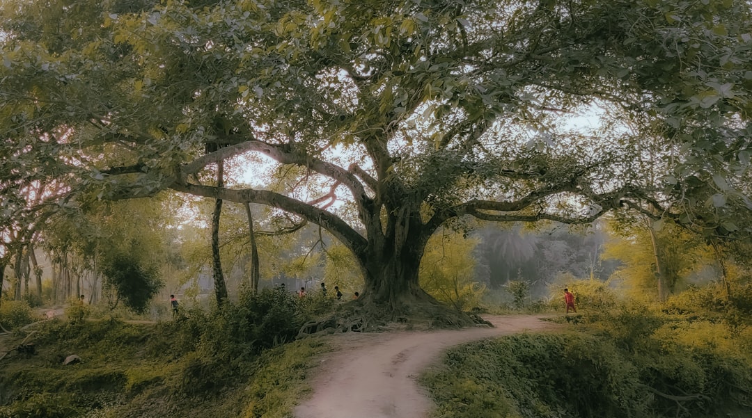 Photo family tree story